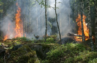 Verbot des Anzündens oder Unterhaltens von Feuer in den Wäldern